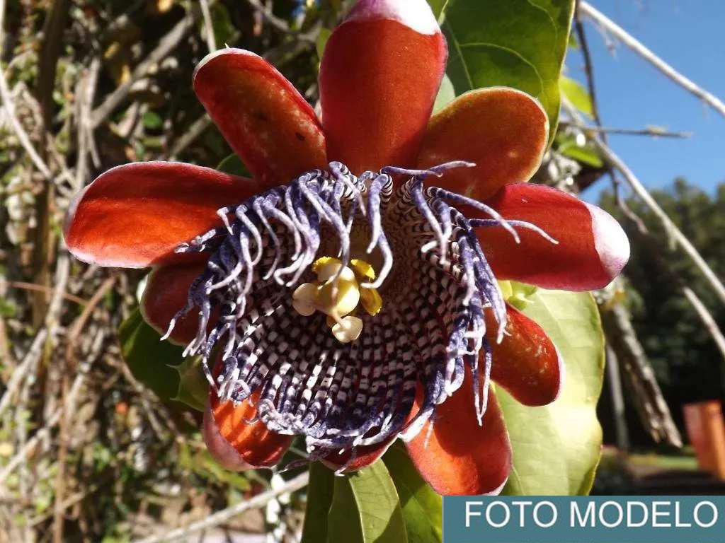 Prédio Inteiro - Foto 52